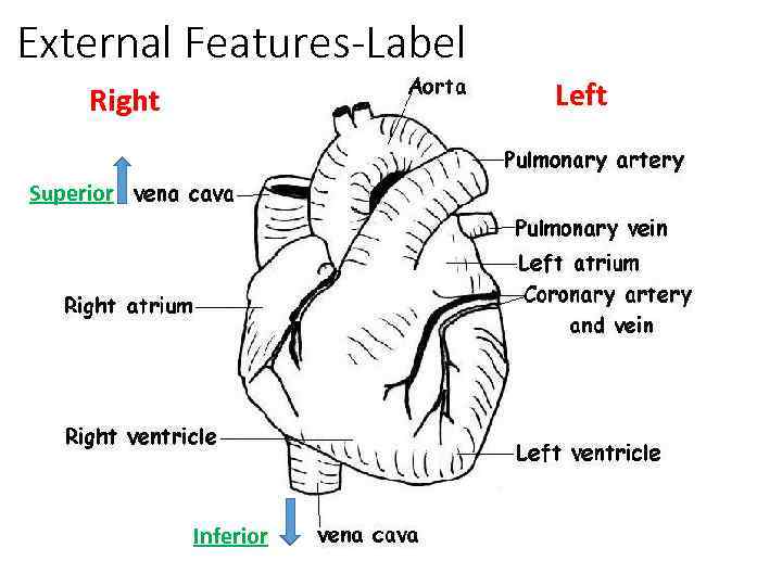 External Features-Label Left Right Superior Inferior 