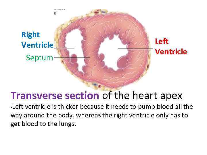 Right Ventricle Septum Left Ventricle Transverse section of the heart apex -Left ventricle is