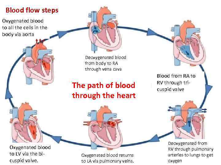 Blood flow steps Oxygenated blood to all the cells in the body via aorta