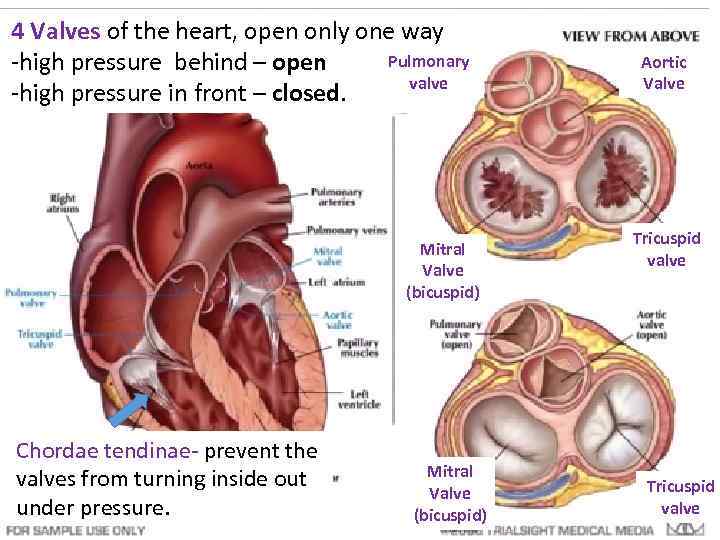 4 Valves of the heart, open only one way Pulmonary -high pressure behind –