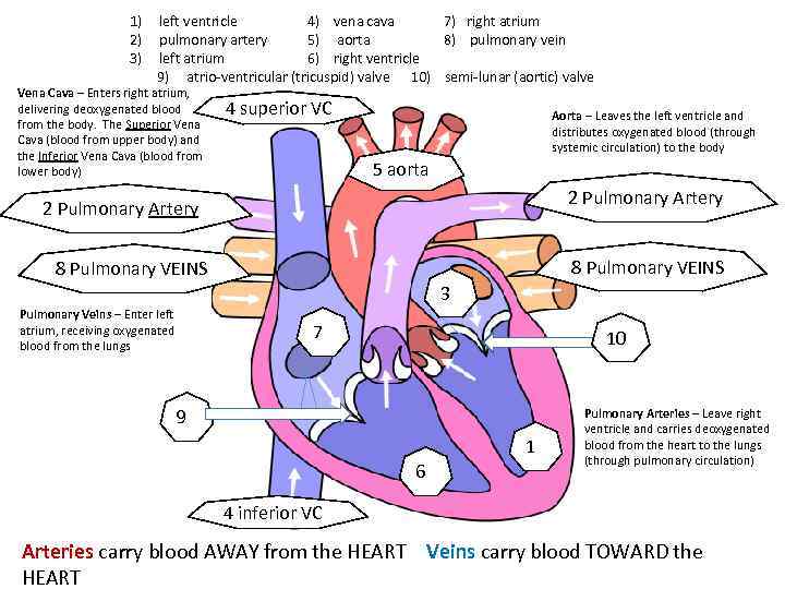 1) left ventricle 4) vena cava 7) right atrium 2) pulmonary artery 5) aorta