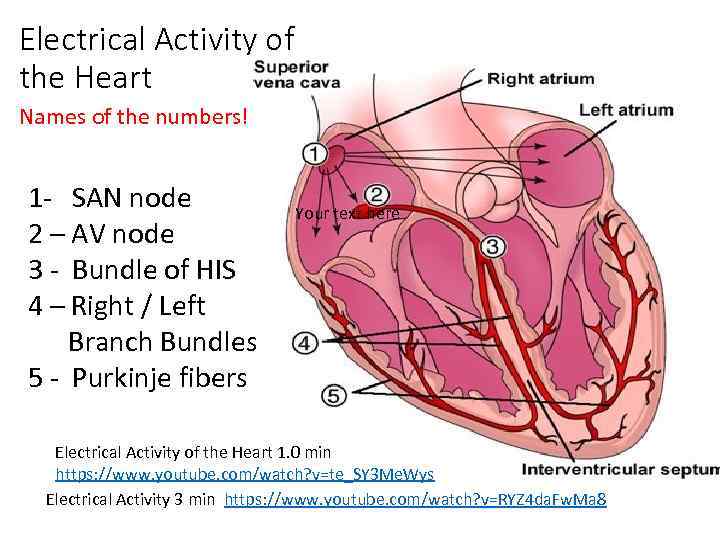 Electrical Activity of the Heart Names of the numbers! 1 - SAN node 2