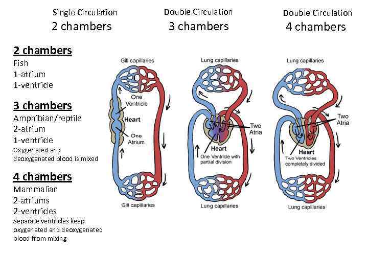 Single Circulation 2 chambers Fish 1 -atrium 1 -ventricle 3 chambers Amphibian/reptile 2 -atrium