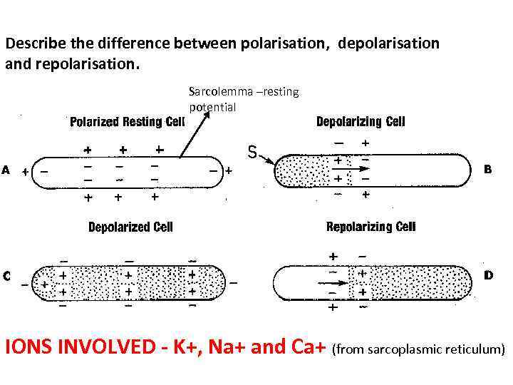 Describe the difference between polarisation, depolarisation and repolarisation. Sarcolemma –resting potential IONS INVOLVED -