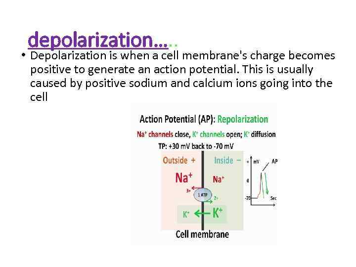 depolarization…. . • Depolarization is when a cell membrane's charge becomes positive to generate