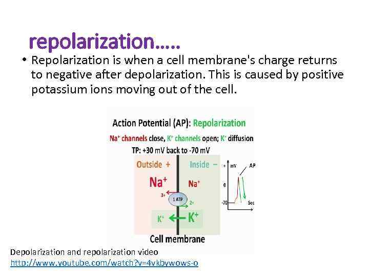 repolarization…. . • Repolarization is when a cell membrane's charge returns to negative after