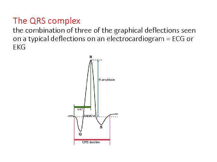 The QRS complex the combination of three of the graphical deflections seen on a