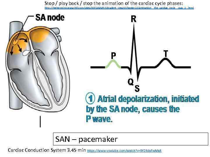 Stop / play back / stop the animation of the cardiac cycle phases: http: