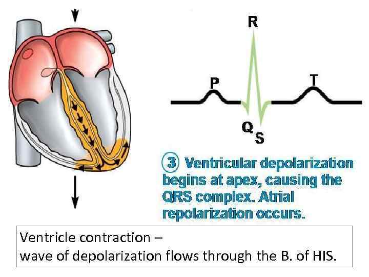 Ventricle contraction – wave of depolarization flows through the B. of HIS. 