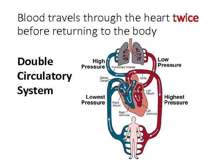 Blood travels through the heart twice before returning to the body Double Circulatory System