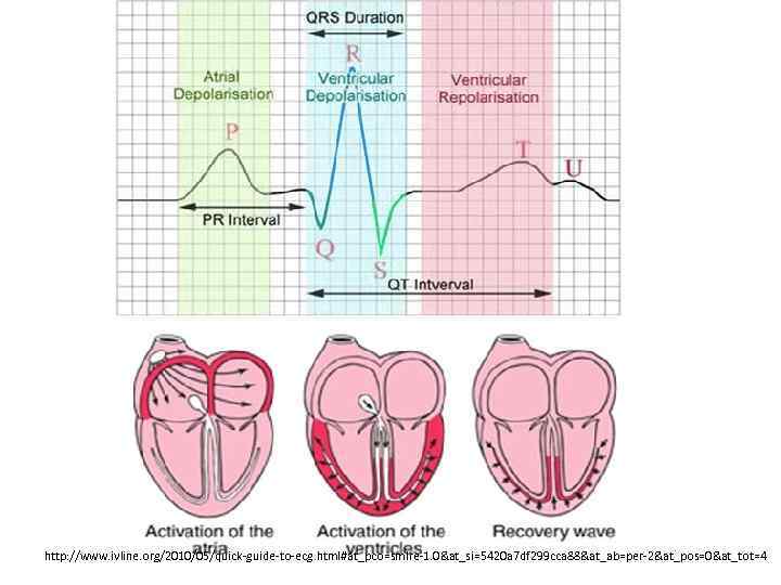 Electrical Processes of the Heart CIE Biology Jones