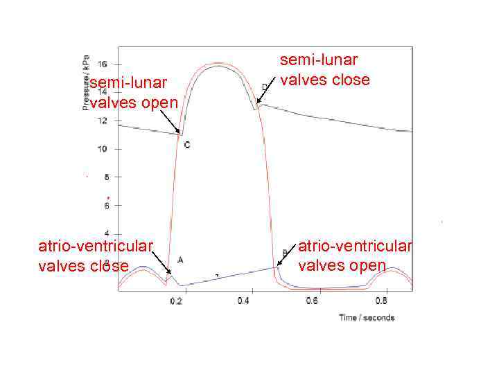 semi-lunar valves open atrio-ventricular valves close semi-lunar valves close atrio-ventricular valves open 