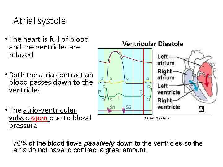 Atrial systole • The heart is full of blood and the ventricles are relaxed