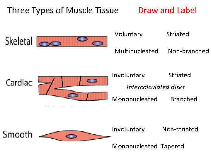 Three Types of Muscle Tissue Draw and Label Voluntary Striated Multinucleated Non-branched Involuntary Striated