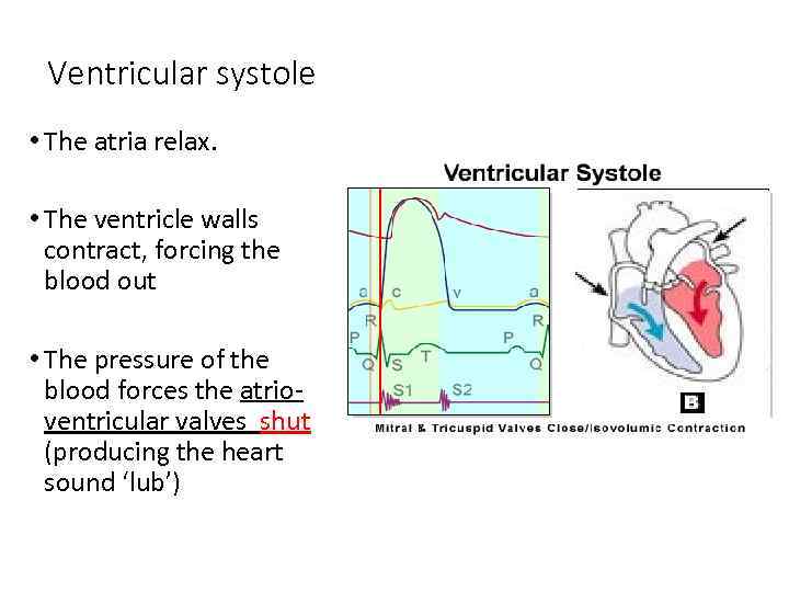 Ventricular systole • The atria relax. • The ventricle walls contract, forcing the blood