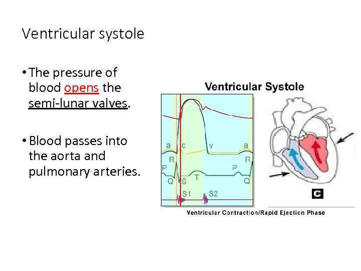Ventricular systole • The pressure of blood opens the semi-lunar valves. • Blood passes