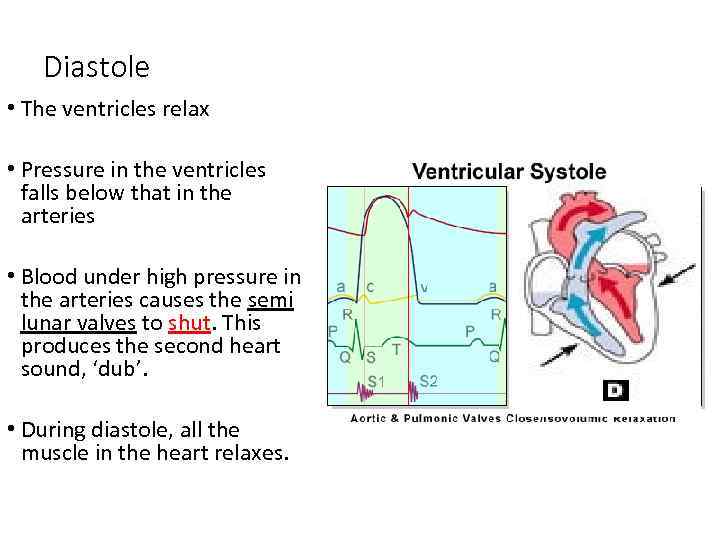 Diastole • The ventricles relax • Pressure in the ventricles falls below that in
