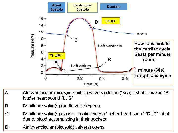 Atrial Systole Ventricular Systole Diastole D “DUB” C “LUB” B How to calculate the