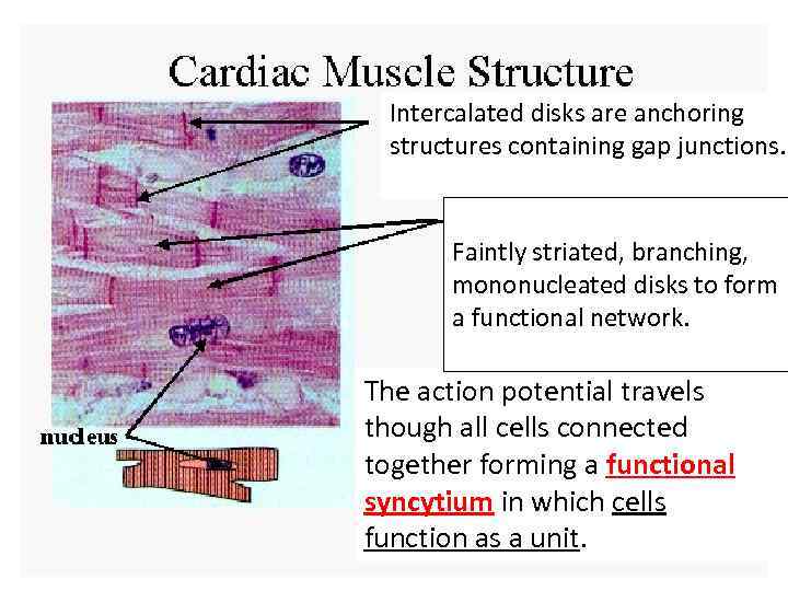 Intercalated disks are anchoring structures containing gap junctions. Faintly striated, branching, mononucleated disks to