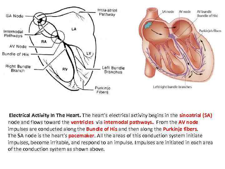  Electrical Activity In The Heart. The heart's electrical activity begins in the sinoatrial
