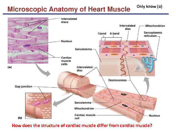 Only know (a) How does the structure of cardiac muscle differ from cardiac muscle?