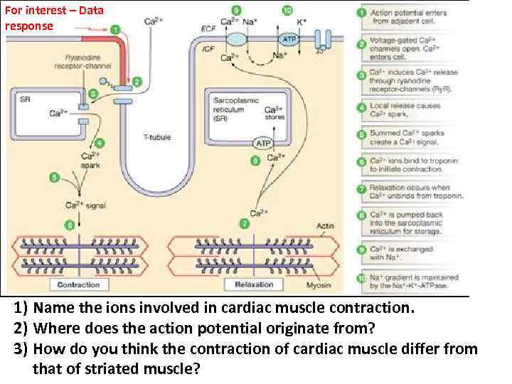 For interest – Data response 1) Name the ions involved in cardiac muscle contraction.