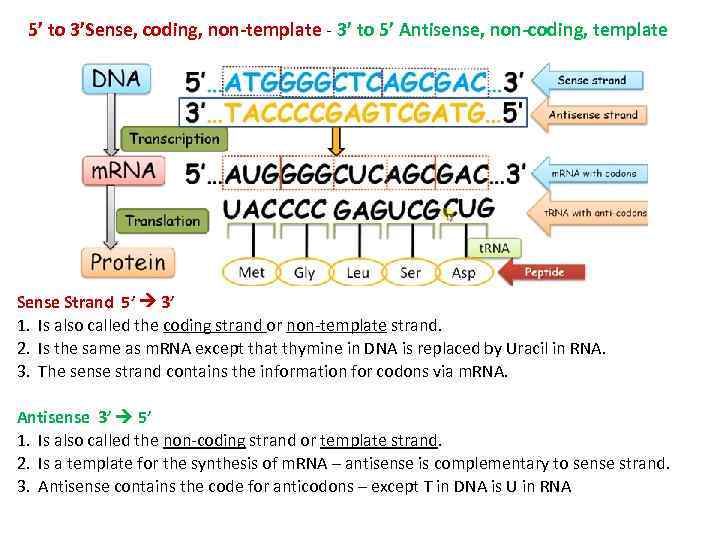 5’ to 3’Sense, coding, non-template - 3’ to 5’ Antisense, non-coding, template Sense Strand