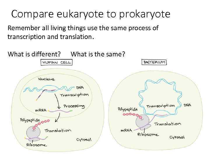 Compare eukaryote to prokaryote Remember all living things use the same process of transcription