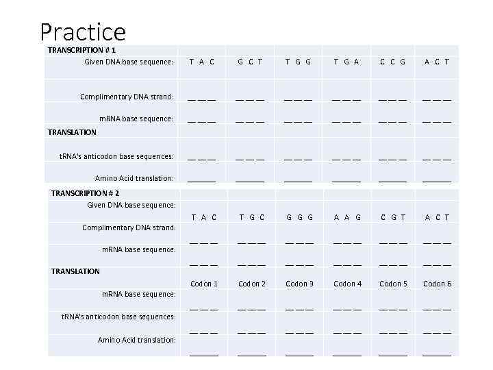 Practice TRANSCRIPTION # 1 Given DNA base sequence: T A C G C T