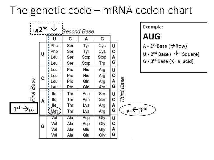 The genetic code – m. RNA codon chart 