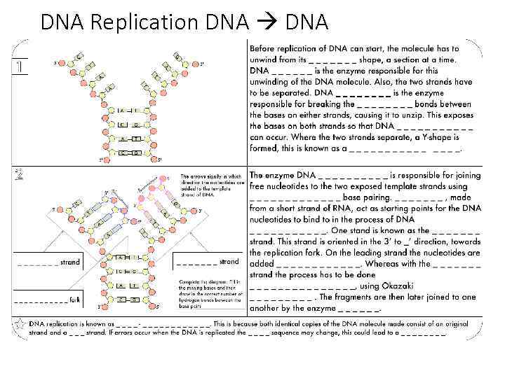 DNA Replication DNA 