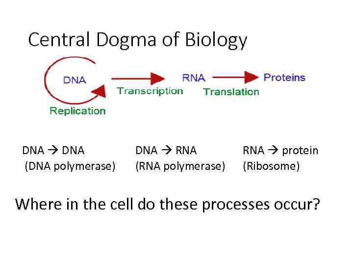 Central Dogma of Biology DNA (DNA polymerase) DNA RNA (RNA polymerase) RNA protein (Ribosome)