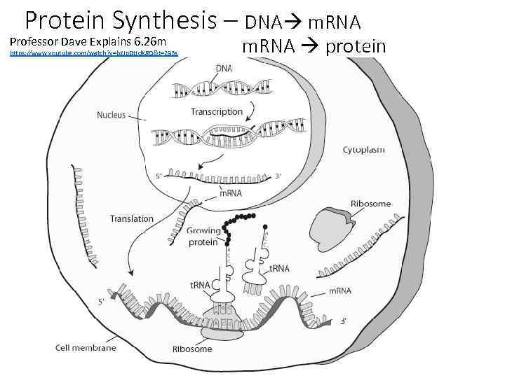 Protein Synthesis – DNA m. RNA Professor Dave Explains 6. 26 m https: //www.