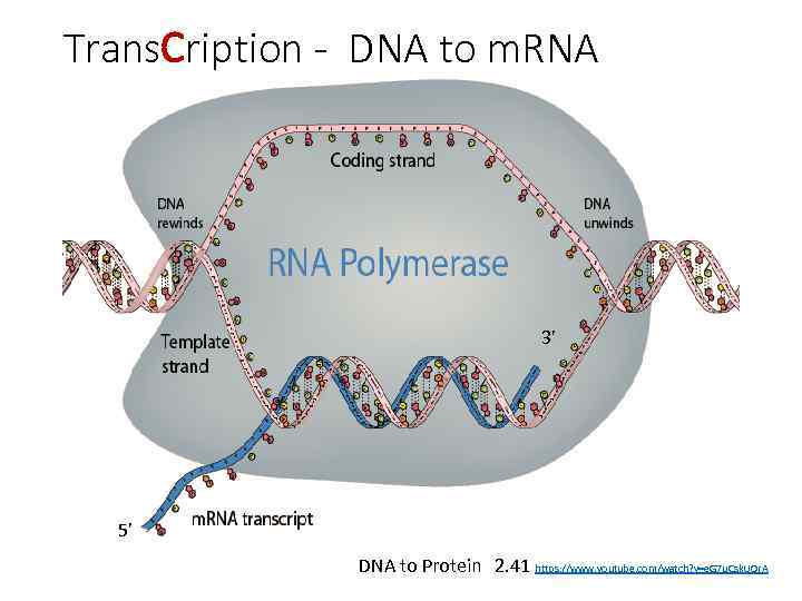 Trans. Cription - DNA to m. RNA 3’ 5’ DNA to Protein 2. 41