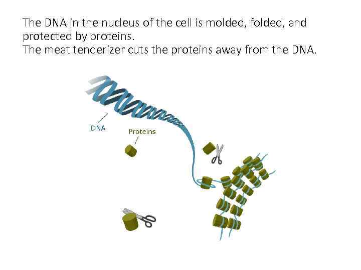 The DNA in the nucleus of the cell is molded, folded, and protected by