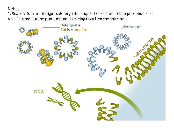 Notes: 1. Soap action: In this figure, detergent disrupts the cell membrane phospholipids releasing