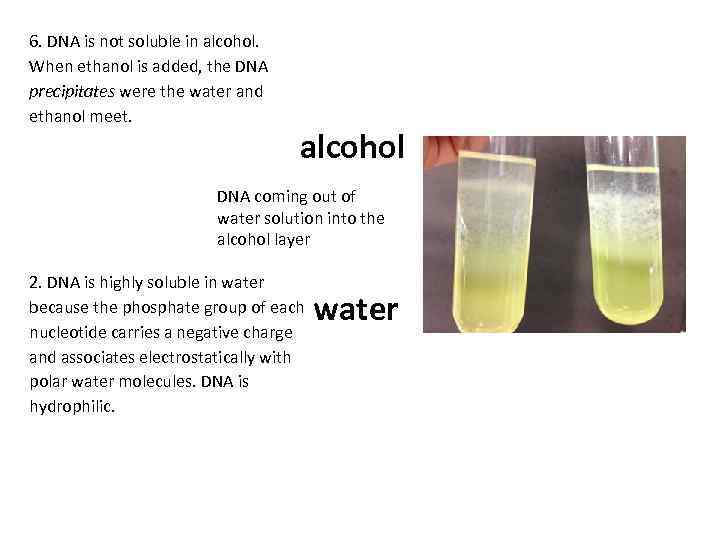 6. DNA is not soluble in alcohol. When ethanol is added, the DNA precipitates