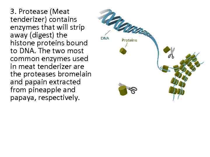 3. Protease (Meat tenderizer) contains enzymes that will strip away (digest) the histone proteins