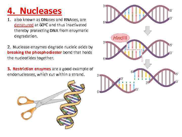 4. Nucleases 1. also known as DNases and RNAses, are denatured at 60 o.