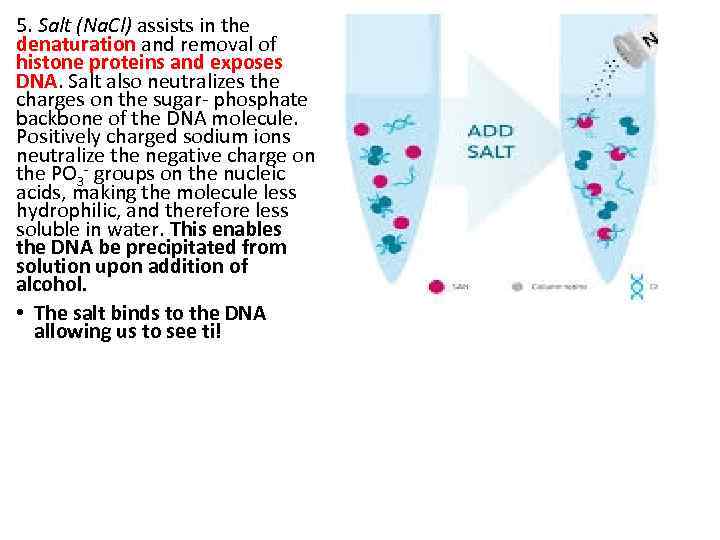 5. Salt (Na. Cl) assists in the denaturation and removal of histone proteins and