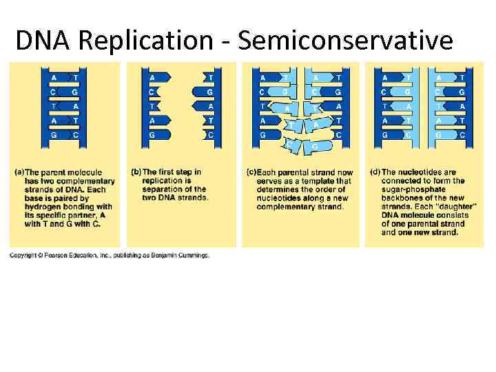 DNA Replication - Semiconservative 