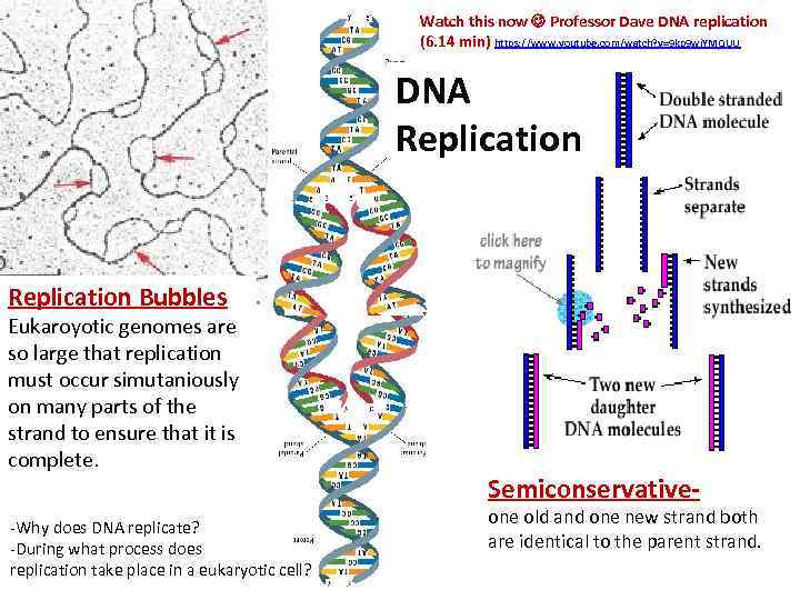 Watch this now Professor Dave DNA replication (6. 14 min) https: //www. youtube. com/watch?