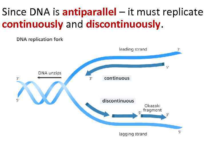 Since DNA is antiparallel – it must replicate continuously and discontinuously. 