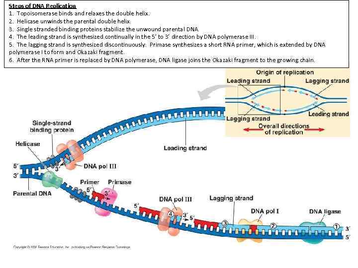 Steps of DNA Replication 1. Topoisomerase binds and relaxes the double helix. 2. Helicase