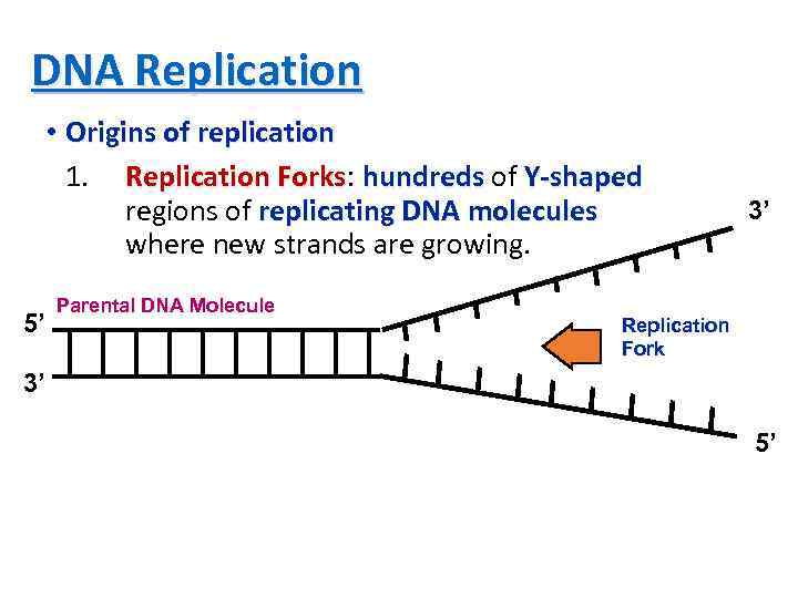 DNA Replication • Origins of replication 1. Replication Forks: hundreds of Y-shaped Forks regions