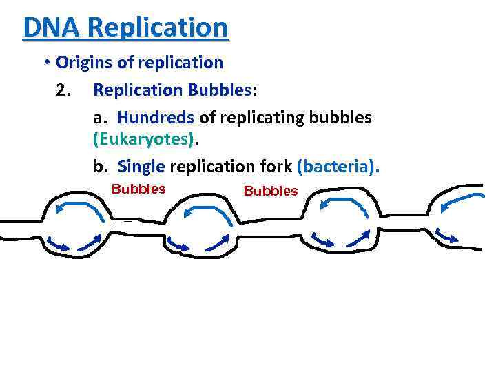 DNA Replication • Origins of replication 2. Replication Bubbles: Bubbles a. Hundreds of replicating