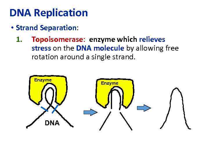 DNA Replication • Strand Separation: Separation 1. Topoisomerase: enzyme which relieves Topoisomerase stress on