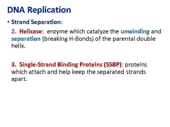 DNA Replication • Strand Separation: Separation 2. Helicase: enzyme which catalyze the unwinding and