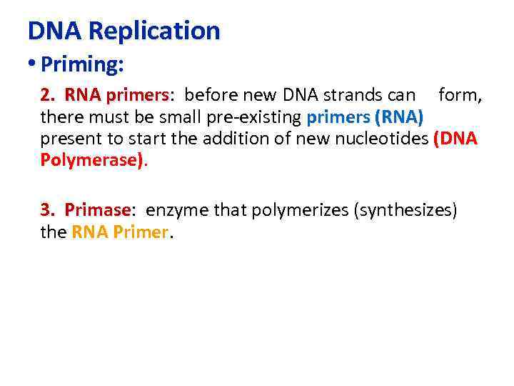 DNA Replication • Priming: 2. RNA primers: before new DNA strands can form, primers