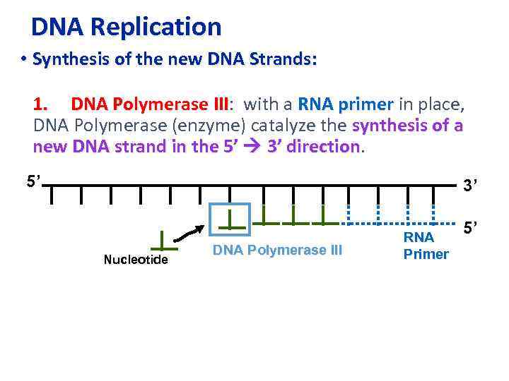 DNA Replication • Synthesis of the new DNA Strands: 1. DNA Polymerase III: with